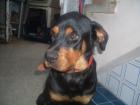 Ganz dringend Rottweiler Fans gesucht