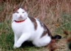 Kater Micky seit dem 2. Februar 2022 in Dahn vermisst