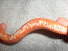 1. 1 Kornnatter - Bloodred - subadult - TOP