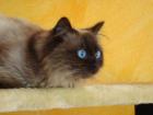 Schöner Reinrassiger Ragdoll Seal Point Deckkater