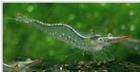 Nashorngarnele Caridina gracilirostris