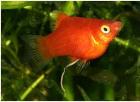 Div. Platys Xiphophorus maculatus