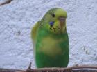 Nestjunge Wellensittiche
