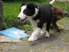 Süßer Border Collie Rüde möchte umziehen