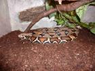 1. 0 Boa constrictor constrictor