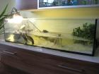 2 Wasserschildkröten Terrarium kompl. Zubehör
