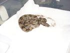 Boa Constrictor Imperator Terrarium Zubehör