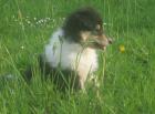Colliewelpen tric. langh.