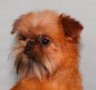 Brüssel Griffon Belgisch Griffon Griffon Petit Brabancon