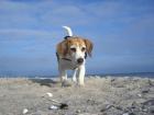Lust auf Meer Ferien mit Kind Hund und Ostseeblick