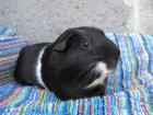 Junge Meerschweinchen
