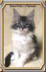 Maine Coon Babys