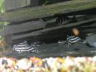 6x Zebrawels L46 zu verkaufen