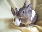 2 Zwergkaninchen suchen noch ein zuhause