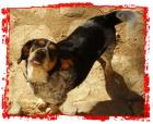 Lea ca. 1 Jahr Beagle / Settermix