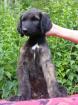 Afghanischer Windhund Kennel Vom Deilbachtal
