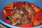 Boxer Welpen mit VDH/ BK Papieren