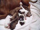 American Old Englisch Bulldog Mix Welpen