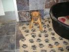 Rhodesian Ridgeback Welpen Abzugeben