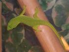 Phelsuma mad mad NZ 08- 09