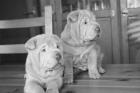 Entspanntes Sharpei Forum lädt ein.