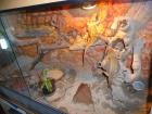 Barti-Zuchtgruppe 1. 2 gerne mit Terrarium für 300EUR