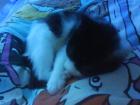 Super Süßes Katerbaby DRINGEND abzugeben