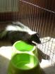 10 Wochen alte Skunkdame sucht dringend neues zu Hause