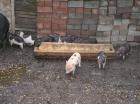 Minischwein minischweinferkel dreifarbig
