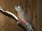5 0 Bourkensittich in Wildfarben