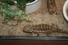1 1 Pogona Henrylawsoni Zuchtpärchen