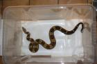 1 1 Boa constrictor imperator Kaiserboa