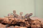 Zwergbartagamen Pogona henrylawsoni abzugeben DNZ 09