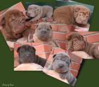 Entspanntes Sharpei Forum lädt ein.
