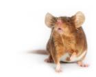 Hübsche und gesunde Farbmäuse aus seriöser Zucht