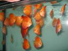 Diskus red melon red royal