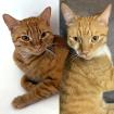 PAUL UND KRÜMELCHEN - europ. Hauskatzen - 3 Jahre - Tierhilfe-Franken e. V.