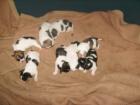 Hundebabys zu verkaufen Jack Russel