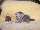 5 Wunderschöne BKH-Tabby Babys
