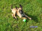 Wunderschöne Malinois-Hündin Welpe wegen Umzug zu verkaufen