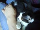 Junge verspielte und liebe Katze zu verschenken