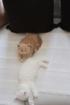 2 super tolle süße Perser/Maine Coon Mischlinge