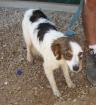 Jake sucht ein neues zu Hause