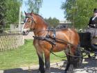 Suche Kaltblutwallach