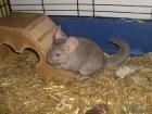 Dringend neues zuhause Gesucht