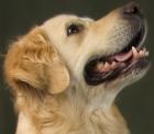 Golden Retriever Wurfankündigung