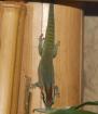 Phelsuma Ornata Ornament Schmuck Taggecko 0 0 4 Nachzuchten 2022 abzugeben
