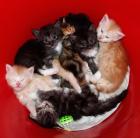 Maine Coon Kitten ab 17. 10. 2022