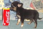 Mini Chihuahua Hündin 4 5 Monate
