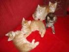 Maine Coon Kitten 4 Katerchen und 1 Mädchen suchen liebevolles neues Zuhause